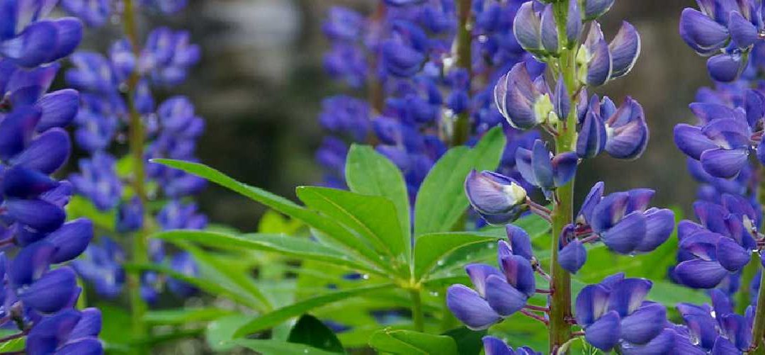 Neue Form und Qualität von NITROFLORA