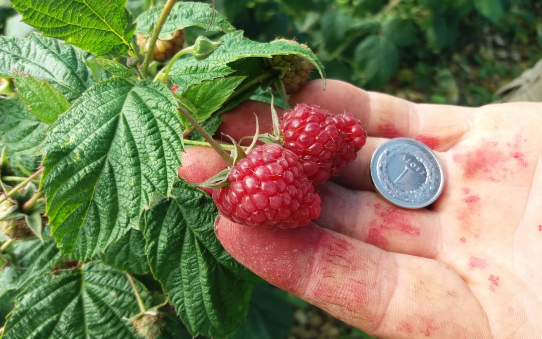 Was gibt es Neues auf den gedrehten Plantagen?