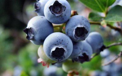 MYCORRHIZA IN BLUEBERRIES – WHY IS IT NEEDED?