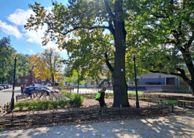 Mikoryzacja zbytkowego dębu