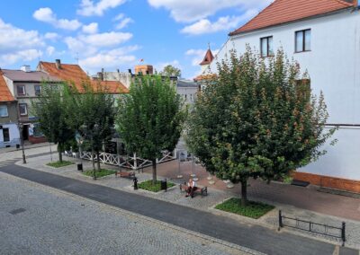 Klony w Ostrzeszowie 20 lat po mikoryzacji