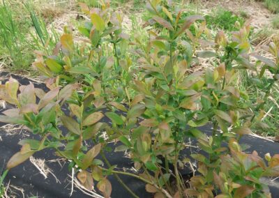 Dwuletnia sadzonka u Pani Agaty z Żelichowa