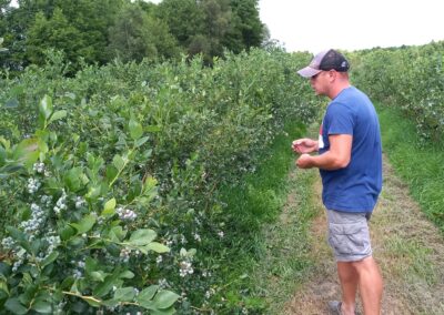 Borówki u Kamila Staszewskiego 2 lata po mikoryzacji
